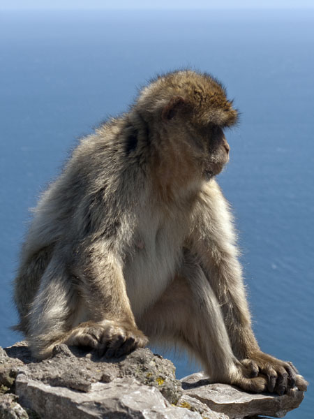 Barbary Macaque,Monkey,Gibraltar Ape