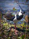 Lapwing Carsington Water