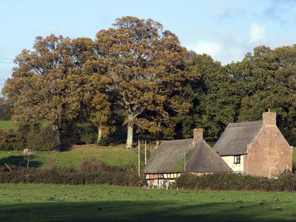 Cottages,Cowgrove,Trees
