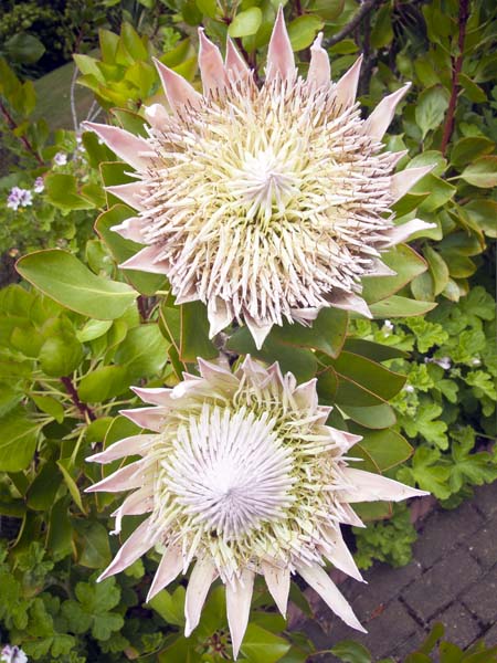 Protea cynaroides,Tresco Abbey Gardens,Flowers
