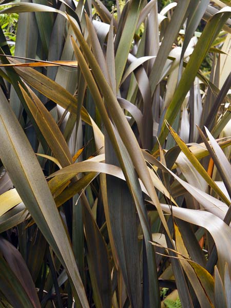 Leaves,Tresco Abbey Gardens