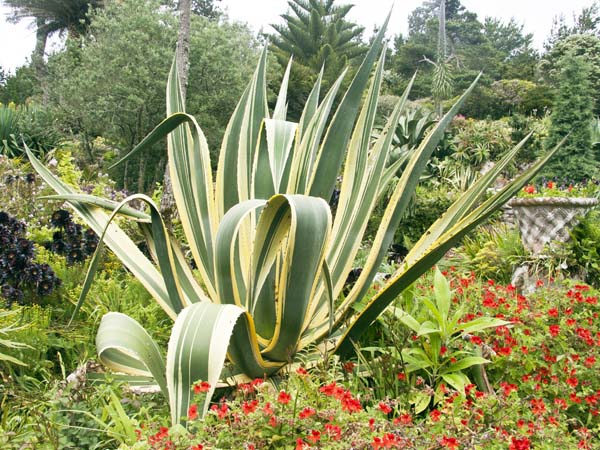 Agave americana Marginata,Tresco Abbey Gardens
