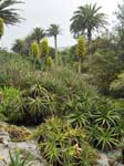 Chilean Puya and Palms