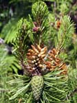 Pine Cone Higher Moors