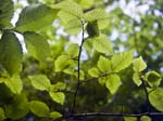 Elm Leaves Holy Vale Nature Trail