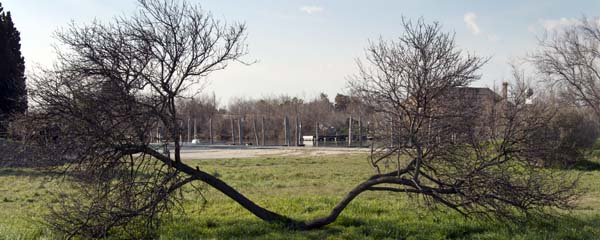 Trees,Torcello,Venice,Lagoon
