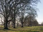 The Beech Avenue Kingston Lacy