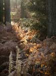 Wilverley Inclosure