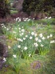 Narcissi