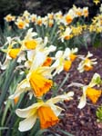 Narcissi