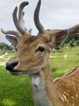 Fallow Deer