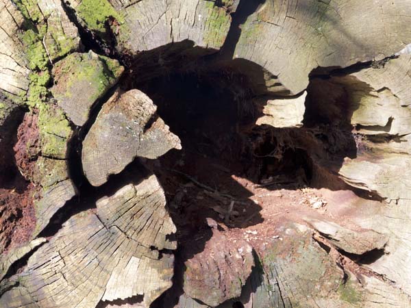 Tree Trunk,Petworth House