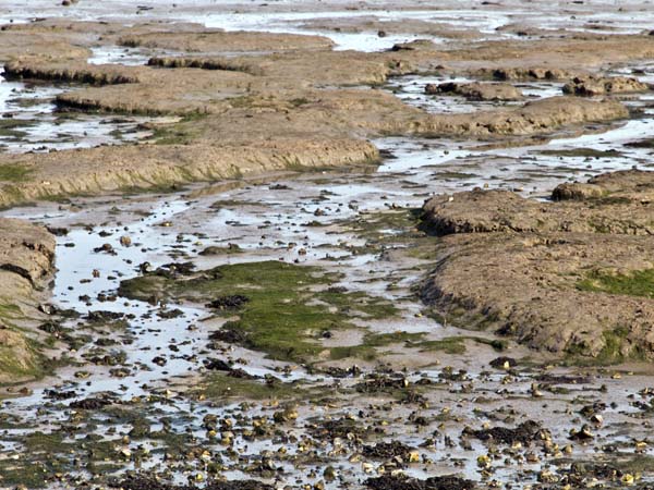 Mud Flats,West Itchenor