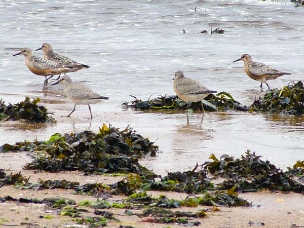 Red Knot,Calidris canuta,Alnmouth,Birds
