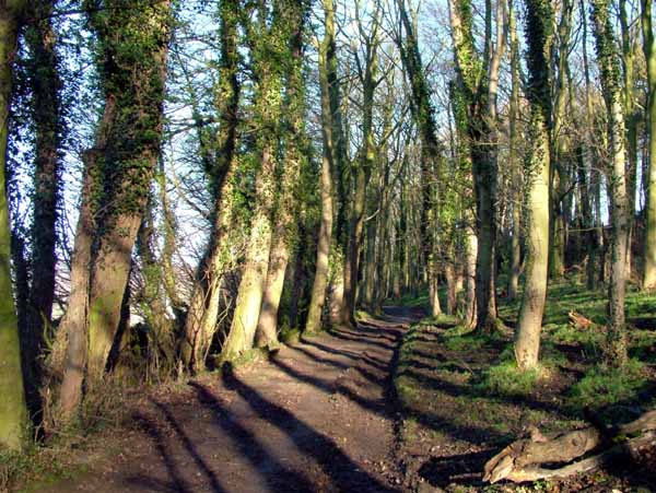 Ashover,Trees