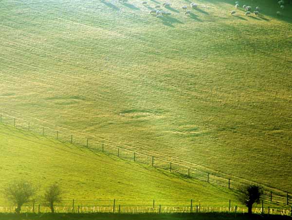 Winterborne Houghton,Disc Barrows