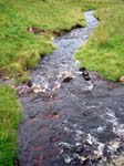 River Coquet Near Source