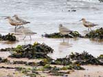 Red Knot (Calidris canuta)  Alnmouth