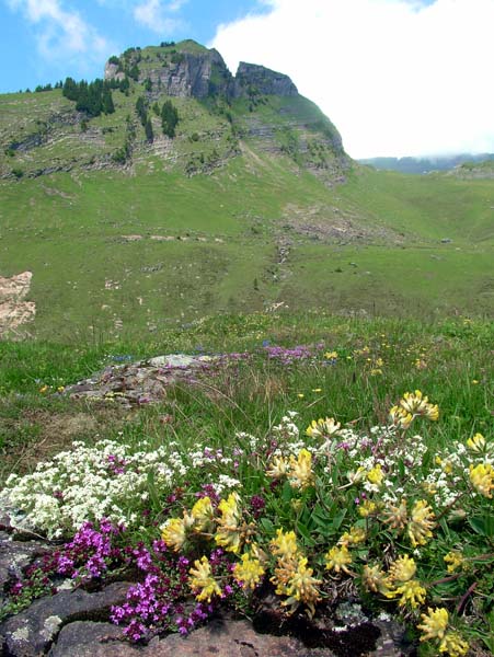 Bussalp,Mountains,Alps,Alpine Meadows