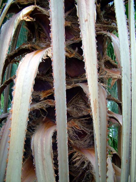 Amsterdam,Hortus Botanicus,Botanical Garden,Drieklimatenkas,Subtropical