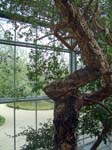 In the Drieklimatenkas(Three-climate Greenhouse)