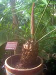 Tropical SectionDrieklimatenkas