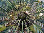 A Cycad