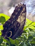 Giant Owl Butterfly Hortus Botanicus