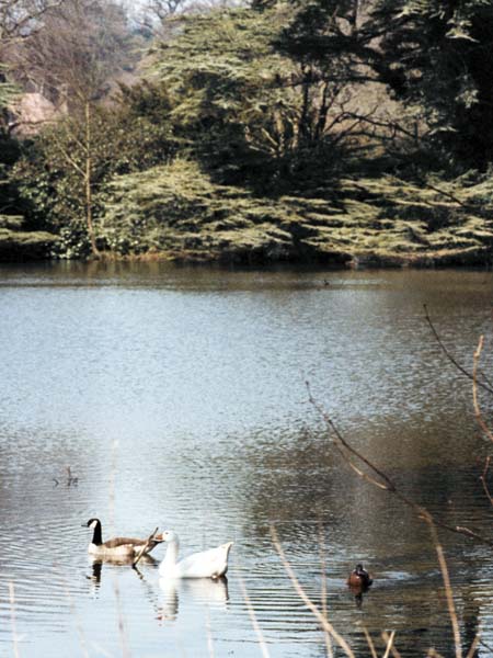 Westerham,Squerryes Court,Lake,Ducks