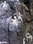 Gulls on Cliffs