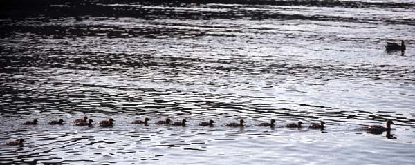 Ullswater,Birds,Ducks,Ducklings
