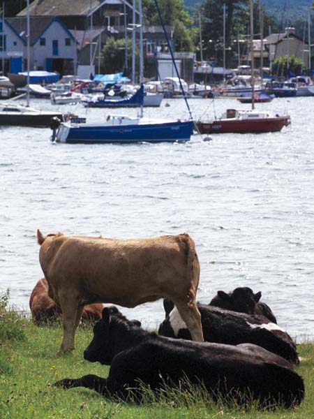 Windermere,Lake,Boats,Animals,Cows