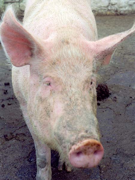 Pig,Muckross Traditional Farms,Kerry,Chiarraí,Cairrai