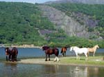 Horses Llyn Peris