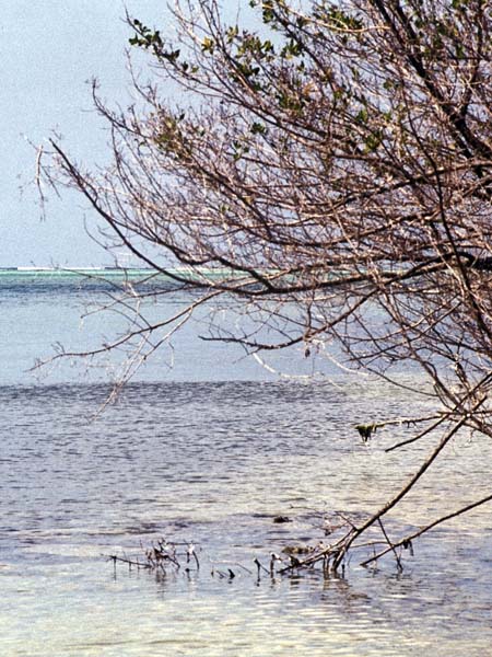 Mangrove,Sea,No Man's Land