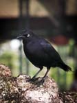 Carib Grackle (Quiscalus lugubris)
