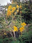 Caesalpinia pulcherrima