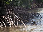Mangrove (Rhizophora mangle)