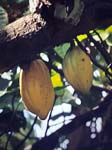 Cocoa Pods